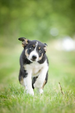 Doğadaki köpeğin bahar portresi. Doğası gereği çok sevimli. Çok güzel bir yüzü var.
