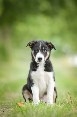 Doğadaki köpeğin bahar portresi. Doğası gereği çok sevimli. Çok güzel bir yüzü var.