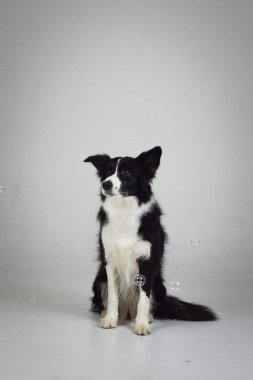 Fotoğraf stüdyosundaki beyaz renkli köpek fotoğrafı. Köpekle fotoğraf stüdyosunda beyaz arka plan.