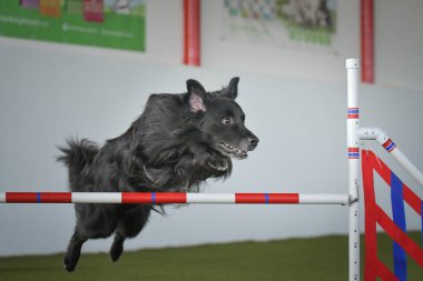 Köpek engellerin üzerinden atlıyor. Czech çeviklik yarışmasında harika bir gün..