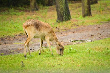 Antiloplar safaride etraflarında dolaşıyorlar. Safari parkında başıboş dolaşan hayvanlar..