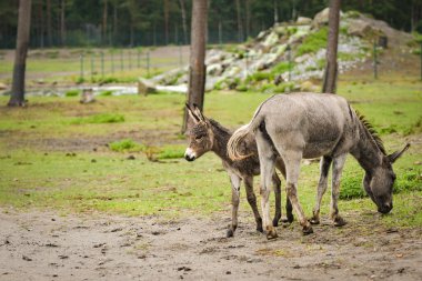 Eşek safaride etrafını dolaşıyor. Safari parkında başıboş dolaşan hayvanlar..