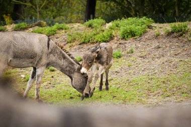 Eşek safaride etrafını dolaşıyor. Safari parkında başıboş dolaşan hayvanlar..