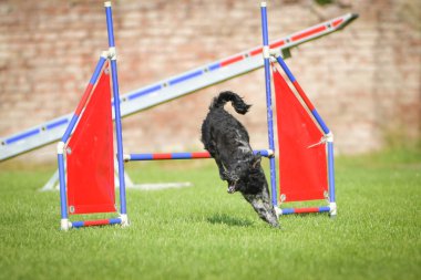 Köpek engellerin üzerinden atlıyor. Czech çeviklik yarışmasında harika bir gün..