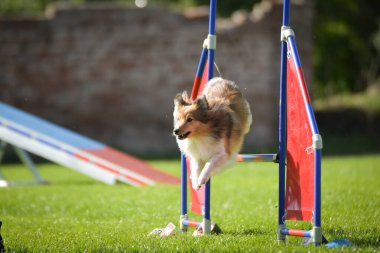 Köpek engellerin üzerinden atlıyor. Czech çeviklik yarışmasında harika bir gün..