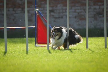 Köpek çeviklik eğitimi için slalom koşuyor yaz kampı czech slalom..