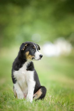 Doğadaki köpeğin bahar portresi. Doğası gereği çok sevimli. Çok güzel bir yüzü var.