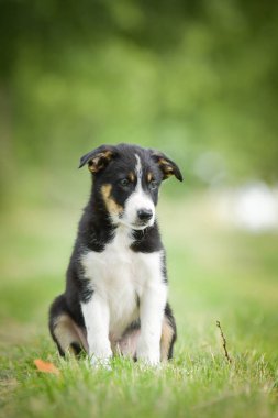 Doğadaki köpeğin bahar portresi. Doğası gereği çok sevimli. Çok güzel bir yüzü var.