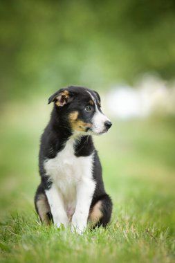 Doğadaki köpeğin bahar portresi. Doğası gereği çok sevimli. Çok güzel bir yüzü var.