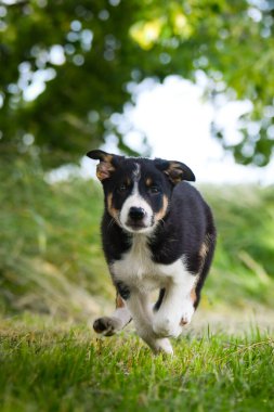 Doğadaki köpeğin bahar portresi. Doğası gereği çok sevimli. Çok güzel bir yüzü var.
