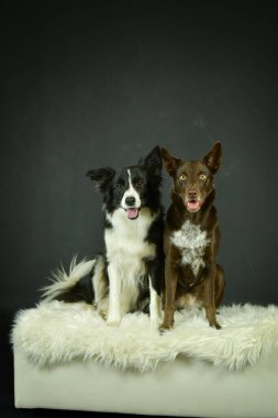 Beyaz renkli fotoğraf stüdyosundaki köpeklerin fotoğrafı. Köpekle fotoğraf stüdyosunda beyaz arka plan.