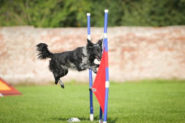 Köpek engellerin üzerinden atlıyor. Czech çeviklik yarışmasında harika bir gün..