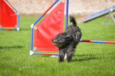 Köpek engellerin üzerinden atlıyor. Czech çeviklik yarışmasında harika bir gün..