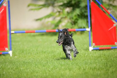 Köpek engellerin üzerinden atlıyor. Czech çeviklik yarışmasında harika bir gün..