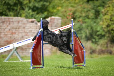 Köpek engellerin üzerinden atlıyor. Czech çeviklik yarışmasında harika bir gün..