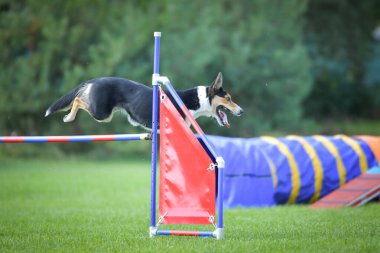 Köpek engellerin üzerinden atlıyor. Czech çeviklik yarışmasında harika bir gün..