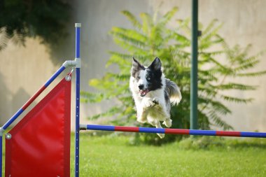Köpek engellerin üzerinden atlıyor. Czech çeviklik yarışmasında harika bir gün..