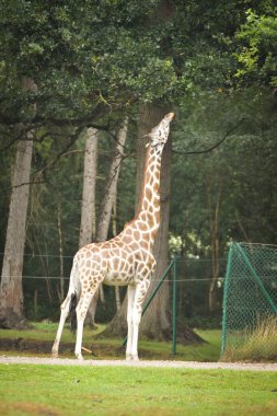 Zürafa safaride etrafını sarıyordu. Safari parkında başıboş dolaşan hayvanlar..