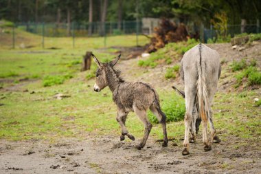 Eşek safaride etrafını dolaşıyor. Safari parkında başıboş dolaşan hayvanlar..