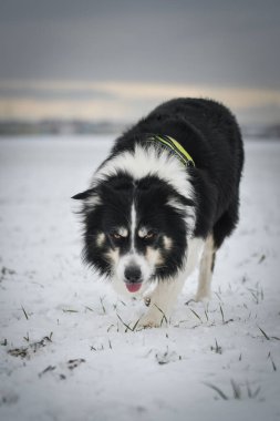 Üç renkli Sınır Çobanı karda sahada koşuyor. O çok yumuşak bir köpek..