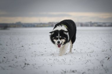 Üç renkli Sınır Çobanı karda sahada koşuyor. O çok yumuşak bir köpek..