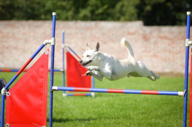 Köpek engellerin üzerinden atlıyor. Czech çeviklik yarışmasında harika bir gün..