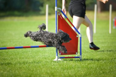 Köpek engellerin üzerinden atlıyor. Czech çeviklik yarışmasında harika bir gün..