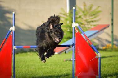 Köpek engellerin üzerinden atlıyor. Czech çeviklik yarışmasında harika bir gün..