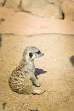 Vahşi Mirket Suricata 'nın yakın portresi. Seni kolluyorum..