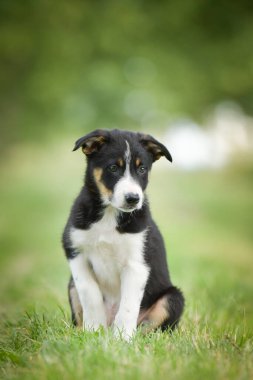 Doğadaki köpeğin bahar portresi. Doğası gereği çok sevimli. Çok güzel bir yüzü var.