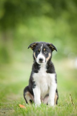Doğadaki köpeğin bahar portresi. Doğası gereği çok sevimli. Çok güzel bir yüzü var.