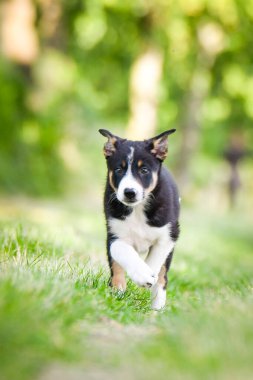 Doğadaki köpeğin bahar portresi. Doğası gereği çok sevimli. Çok güzel bir yüzü var.