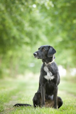 Doğadaki köpeğin bahar portresi. Doğası gereği çok sevimli. Çok güzel bir yüzü var.