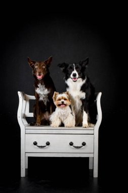 Siyah renkli fotoğraf stüdyosundaki köpeklerin fotoğrafı. Köpeklerle fotoğraf stüdyosunda siyah arka plan.