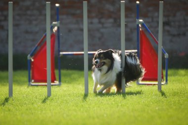 Köpek çeviklik eğitimi için slalom koşuyor yaz kampı czech slalom..