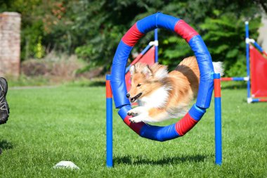 Köpek lastiğin içinden zıplıyor. Czech çeviklik yarışmasında harika bir gün..