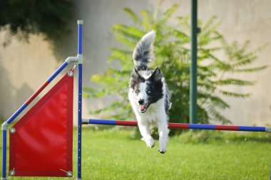 Köpek engellerin üzerinden atlıyor. Czech çeviklik yarışmasında harika bir gün.