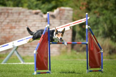 Köpek engellerin üzerinden atlıyor. Czech çeviklik yarışmasında harika bir gün..