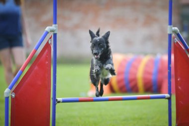 Köpek engellerin üzerinden atlıyor. Czech çeviklik yarışmasında harika bir gün..