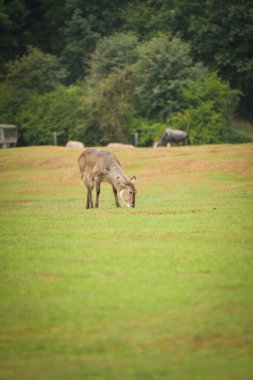 Safaride etrafını saran nadasa ermiş geyik. Safari parkında başıboş dolaşan hayvanlar..