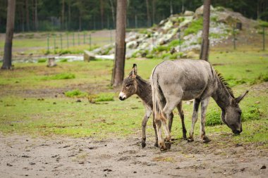 Eşek safaride etrafını dolaşıyor. Safari parkında başıboş dolaşan hayvanlar..