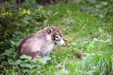 Nasua narica 'nın safariye kapatılmış hali. Safari parkında başıboş dolaşan hayvanlar..