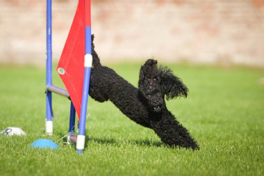 Köpek engellerin üzerinden atlıyor. Czech çeviklik yarışmasında harika bir gün..