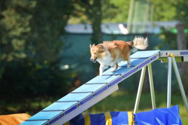 Köpek köpek gezintisinde çeviklik parkında koşuyor. Rekabet için yeni şeyler öğretiyor..
