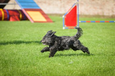 Köpek engellerin üzerinden atlıyor. Czech çeviklik yarışmasında harika bir gün..