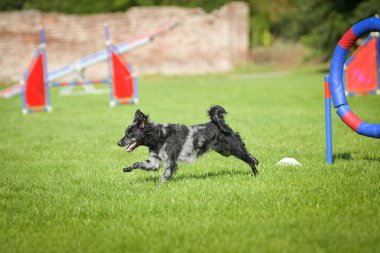 Köpek engellerin üzerinden atlıyor. Czech çeviklik yarışmasında harika bir gün..