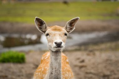 Safaride etrafını saran nadasa ermiş geyik. Safari parkında başıboş dolaşan hayvanlar..