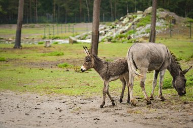 Eşek safaride etrafını dolaşıyor. Safari parkında başıboş dolaşan hayvanlar..