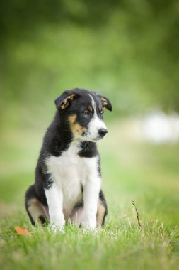 Doğadaki köpeğin bahar portresi. Doğası gereği çok sevimli. Çok güzel bir yüzü var.