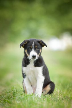 Doğadaki köpeğin bahar portresi. Doğası gereği çok sevimli. Çok güzel bir yüzü var.